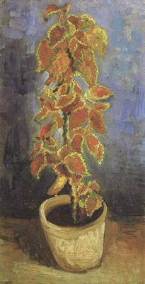 Vincent Van Gogh Coleus Plant in a Flowerpot (nn04) oil painting image